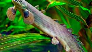 Мултигегалски